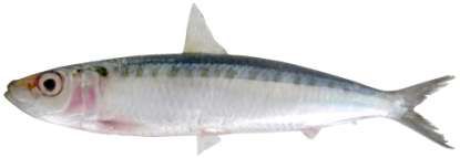 Amblygaster sirm