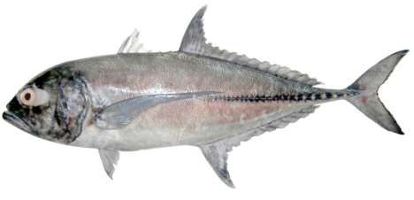 Caranx tille