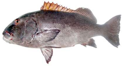 Plectorhinchus albovittatus