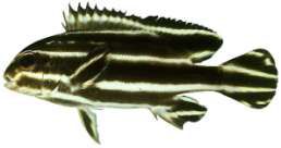 Plectorhinchus albovittatus