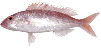 Nemipterus peronii