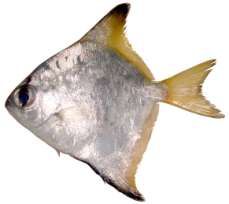 Monodactylus argenteus