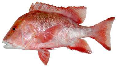 Lutjanus sebae