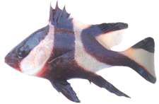 Lutjanus sebae