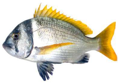 Acanthopagrus bifasciatus