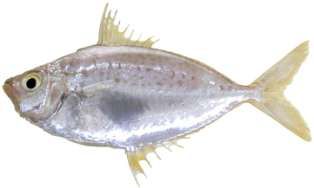 Leiognathus oblongus