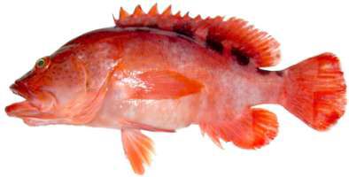 Cephalopholis sexmaculata