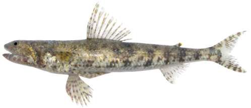 Saurida gracilis