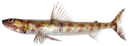 Saurida gracilis