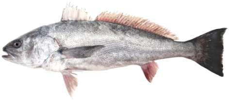 Argyrosomus heinuu