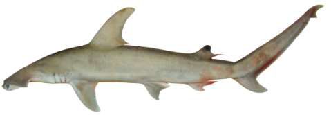 Sphyrna mokarran