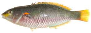 Stethojulis albovittata