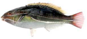 Stethojulis albovittata