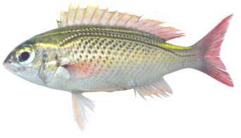 Scolopsis ghanam