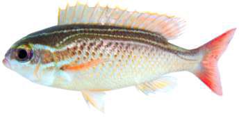 Scolopsis ghanam