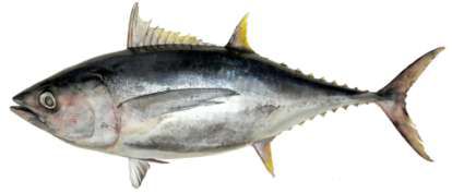 Thunnus albacares