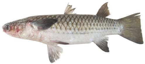 Liza vaigiensis