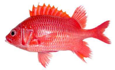 Sargocentron caudimaculatum