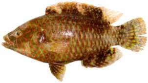 Cheilinus trilobatus