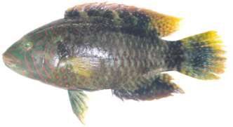 Cheilinus trilobatus