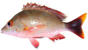 Lutjanus lunulatus