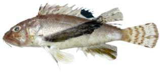 Apistus carinatus