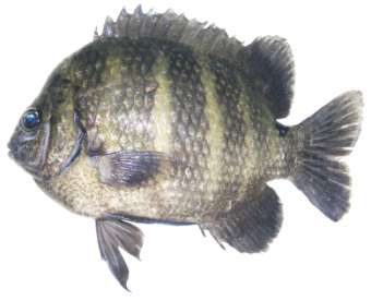 Abudefduf sordidus