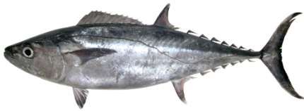 Gymnosarda unicolor