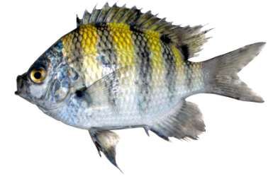 Abudefduf saxatilis