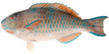 Scarus ghobban