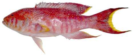 Variola louti
