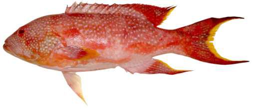 Variola louti