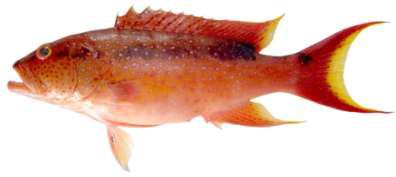 Variola louti