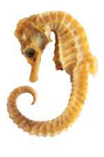 Hippocampus fuscus