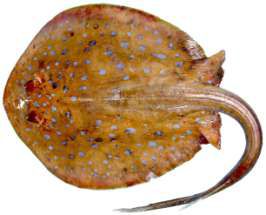 Taeniura lymma