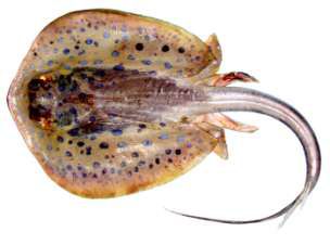 Taeniura lymma