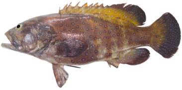 Cephalopholis argus