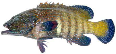 Cephalopholis argus