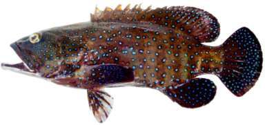Cephalopholis argus