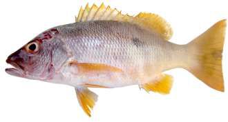 Lutjanus monostigma