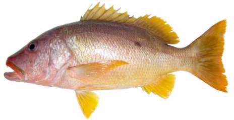 Lutjanus monostigma