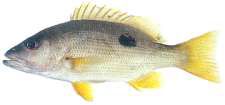 Lutjanus monostigma