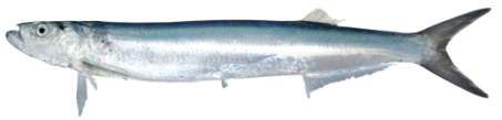 Chirocentrus nudus