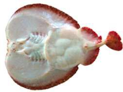 Torpedo sinuspersici