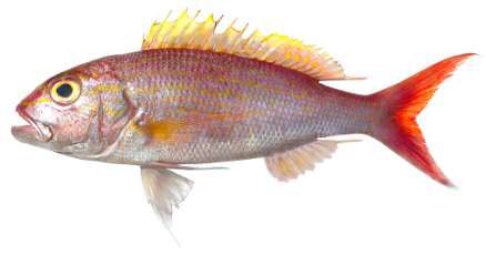 Pristipomoides typus