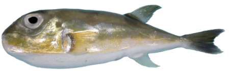 Lagocephalus lunaris