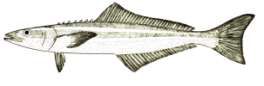 Rachycentron canadum