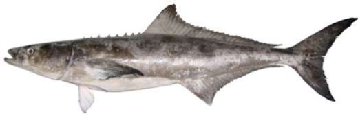Rachycentron canadum