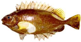 Siganus luridus