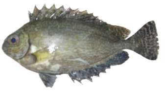 Siganus luridus